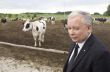 Jarosław Kaczyński odwiedził gospodarstwo produkcji mlecznej we wsi Jakać Borki